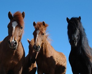 young-icelandic-horses-1385106